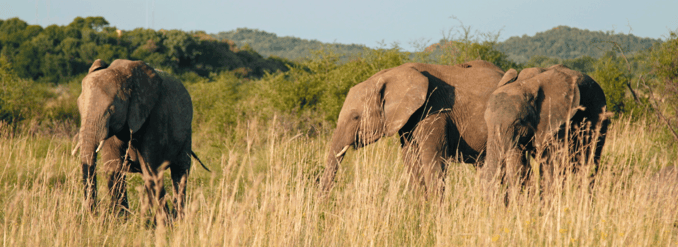 World-Elephant-Day-2023-elephants