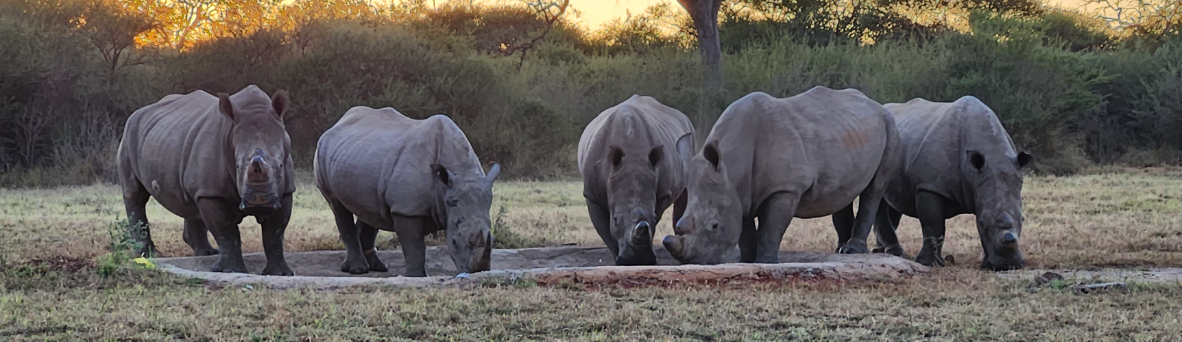Thoughts-from-Lesiba-Masibe-rhinos