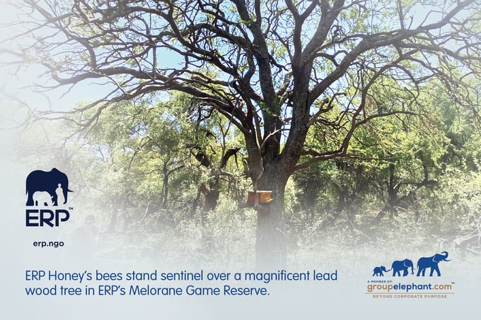This clever ERP Honey initiative mitigates human-elephant conflict and reduces damage to crops and trees by simply placing a bee hive among tree branches.