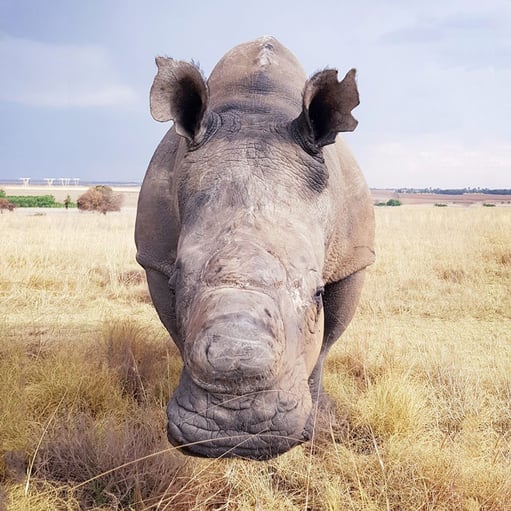 'Oortjies' dehorned rhino