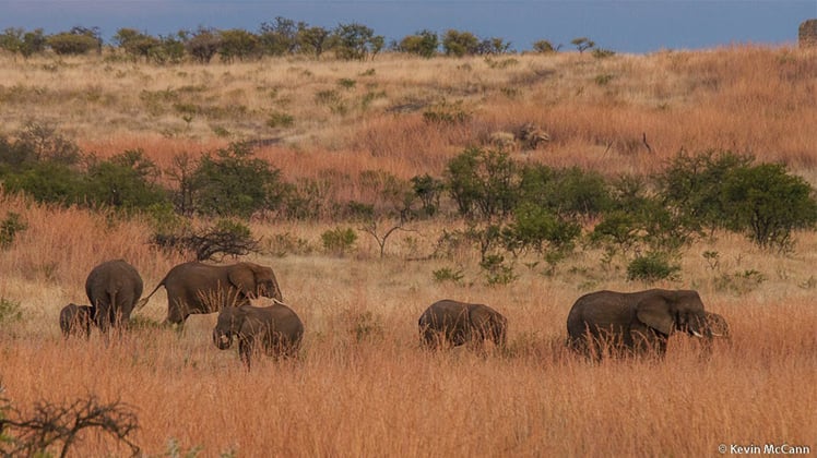 Somkhanda Game Reserve