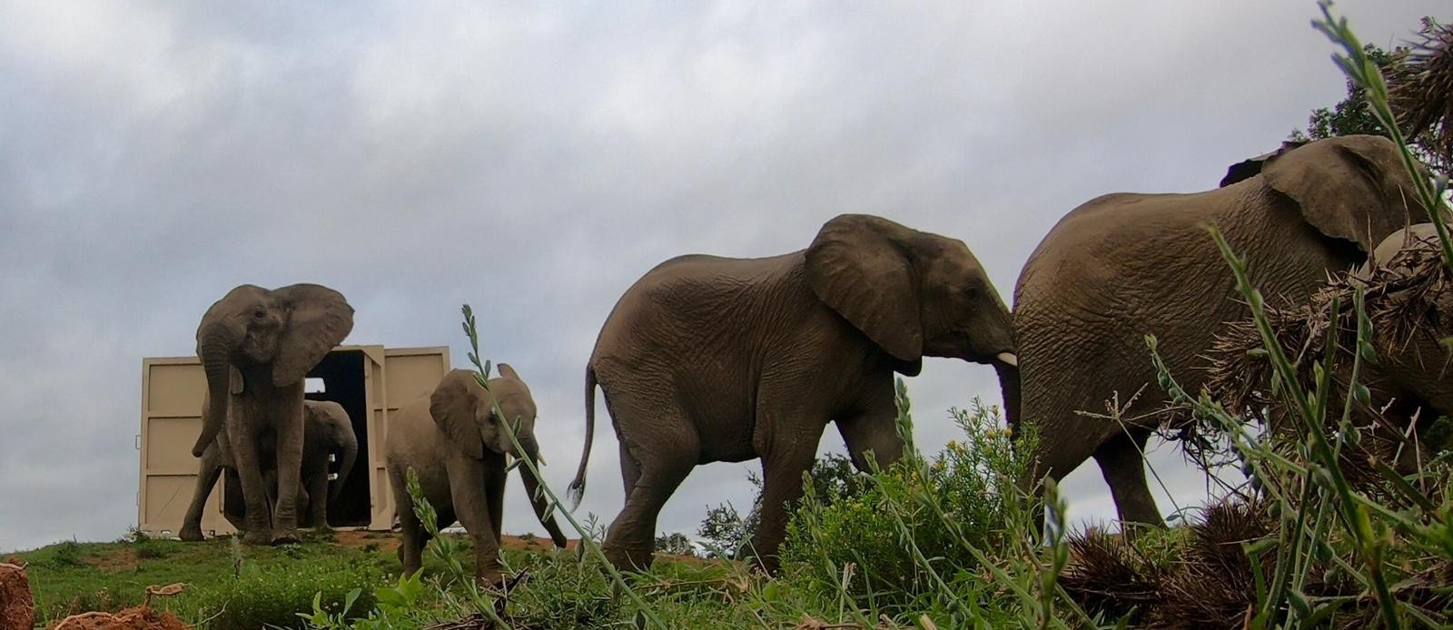 Elephants in the wild