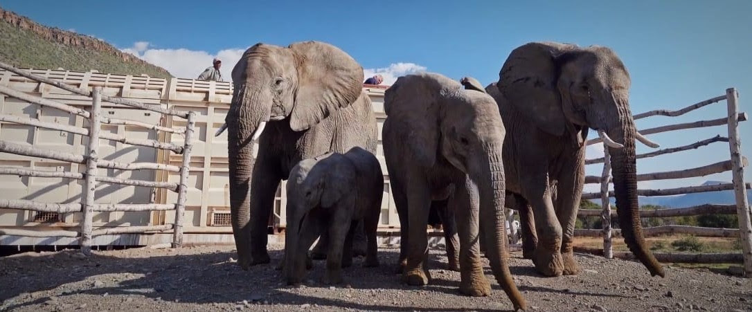 Elephant release