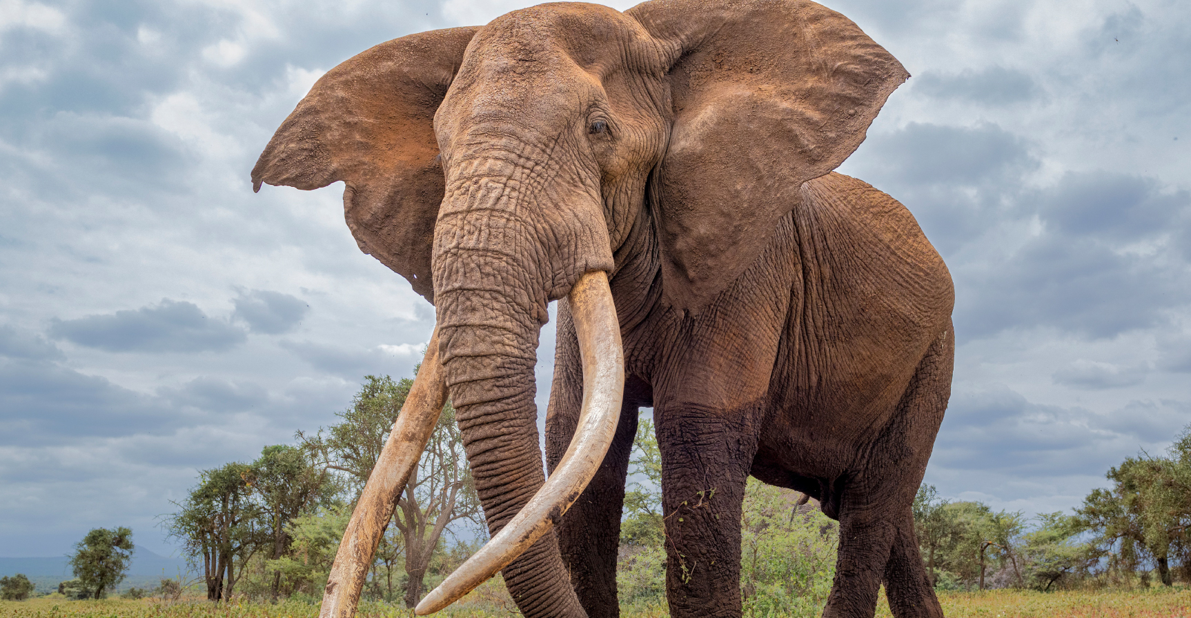 Elephant-2