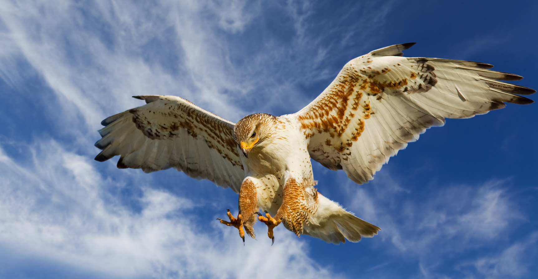 Hawk