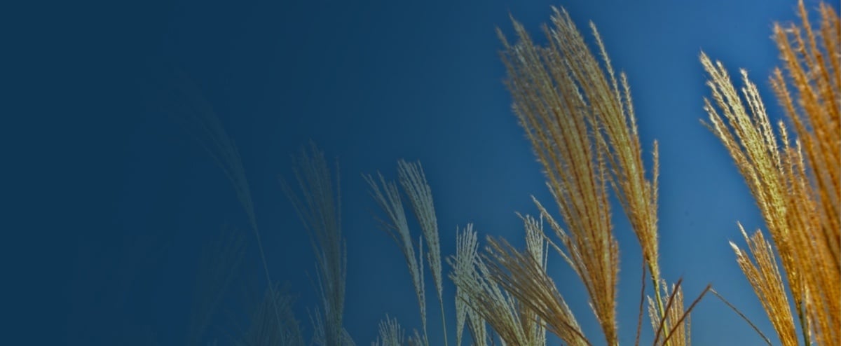 KELLOGG’S TIRE LE MEILLEUR PARTI DE SAP GRÂCE À DATA SYNC MANAGER ET AU REFRESH-AS-A-SERVICE (RAAS) D'EPI-USE LABS