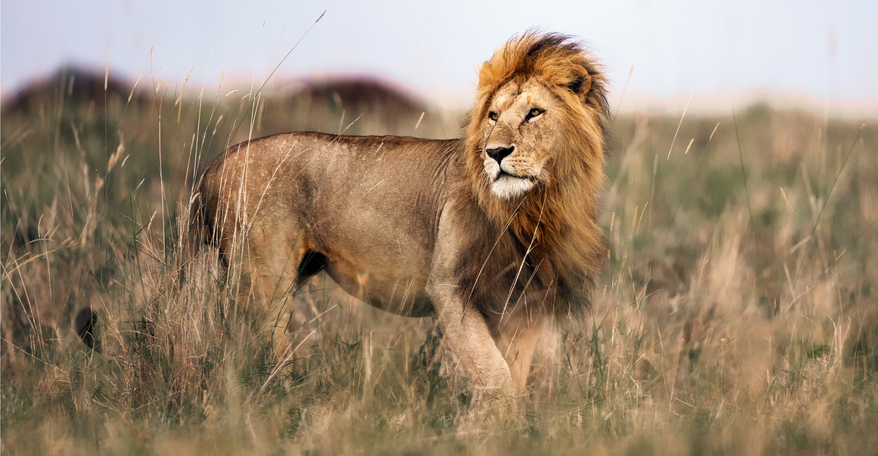 Lion