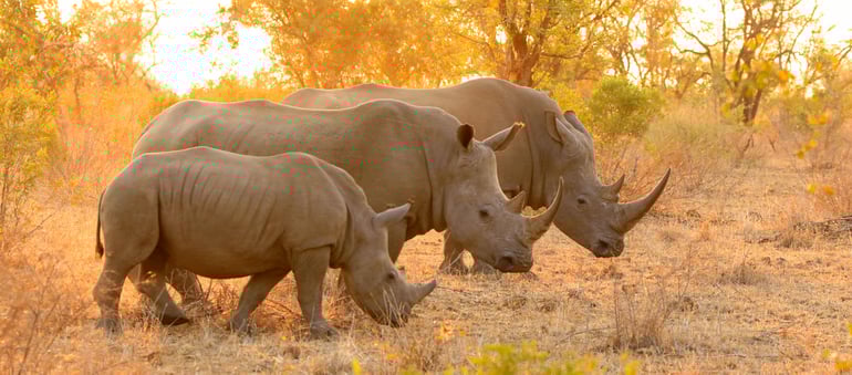 Rhino