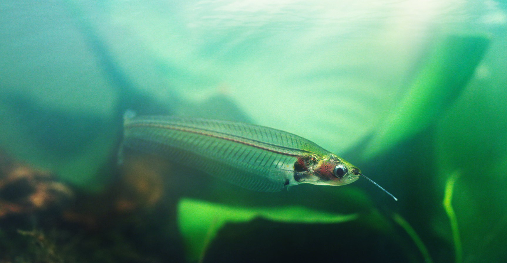 Transparent-Fish