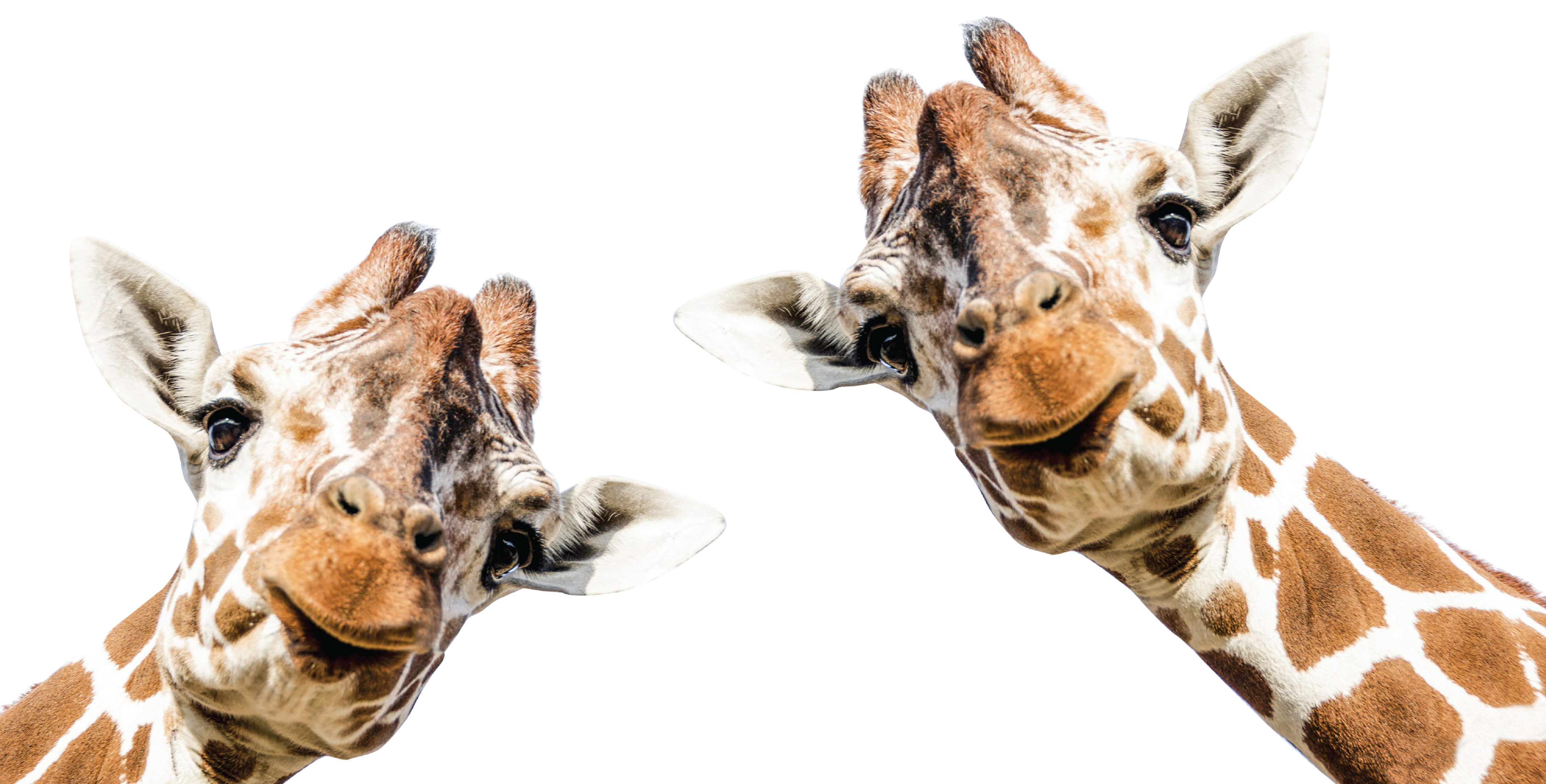 giraffes_feature_image-1
