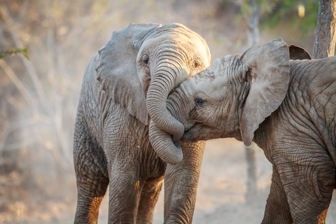 World Elephant Day: Why I love elephants