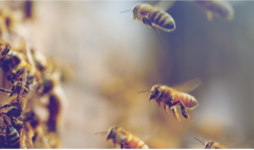 ERP honey: helping communities, bees and trees